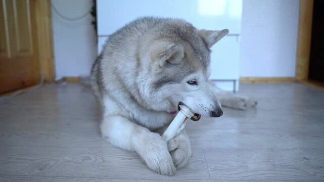 A wolf-like husky dog ​​with a fawn color and multi-colored eyes is lying on the floor. And gnawing on a large white bone, a treat made of tendons, holding it with his paws