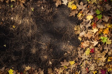 Top view texture of a forest floor in autumn showing the contrast between colorful fall leaves and dark organic soil