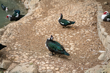 Graceful Geese and Playful Ducks: Tranquil Wildlife Moments