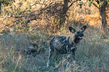 pregnant african wild dog (lycaon pictus) in botswana wild