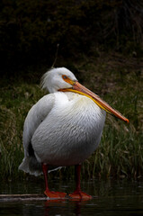 White Pelican along a River in Yellowstone National Park Wyoming in Springtime