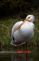 White Pelican along a River in Yellowstone National Park Wyoming in Springtime