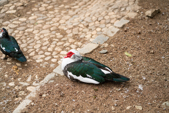 Graceful Geese and Playful Ducks: Tranquil Wildlife Moments - Powered by Adobe