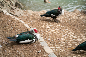 Graceful Geese and Playful Ducks: Tranquil Wildlife Moments