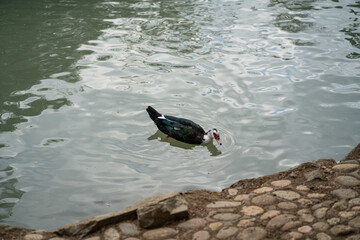 Graceful Geese and Playful Ducks: Tranquil Wildlife Moments