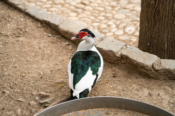 Graceful Geese and Playful Ducks: Tranquil Wildlife Moments