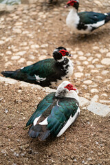 Graceful Geese and Playful Ducks: Tranquil Wildlife Moments