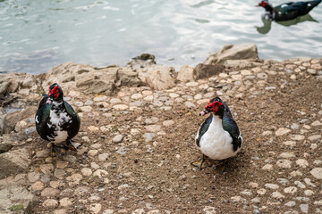 Graceful Geese and Playful Ducks: Tranquil Wildlife Moments