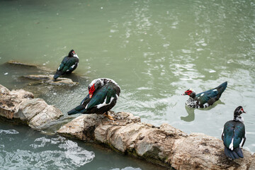 Graceful Geese and Playful Ducks: Tranquil Wildlife Moments