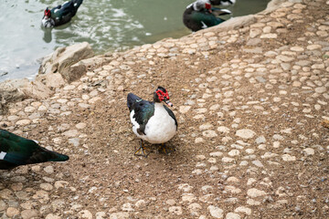 Graceful Geese and Playful Ducks: Tranquil Wildlife Moments