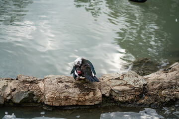 Graceful Geese and Playful Ducks: Tranquil Wildlife Moments