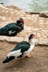 Graceful Geese and Playful Ducks: Tranquil Wildlife Moments