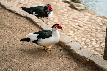 Graceful Geese and Playful Ducks: Tranquil Wildlife Moments