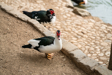 Graceful Geese and Playful Ducks: Tranquil Wildlife Moments