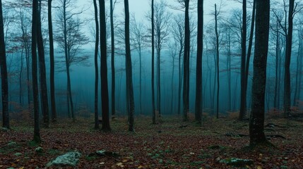 Misty forest scene in the deep woods.