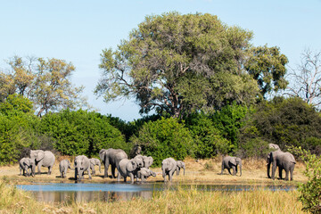 elephant herd at a magotho waterhole