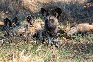 highly endangered painted dog/ wild dog at magotho camp site close khwai and moremi game reserve resting