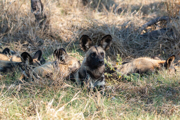 endangered wild dog resting in grassland in one of botswana's game reserves looking very aware