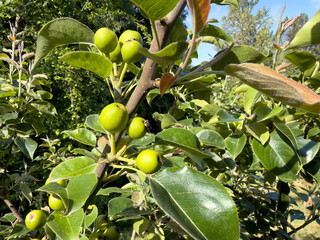 Young Asian pear fruit hanging in tree during late spring