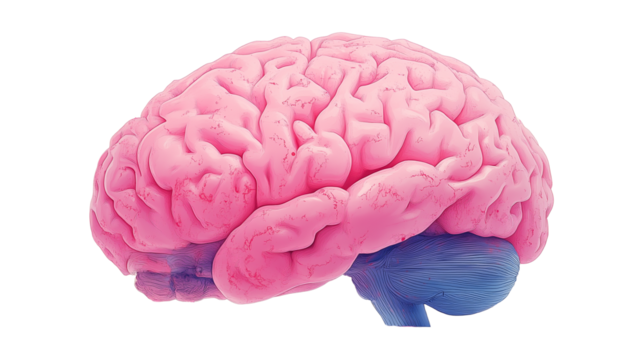 Realistic 3d pink brain illustration with detailed texture isolated on transparent background