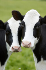 Two black and white cows stand close together in a field. Farm animals and companionship