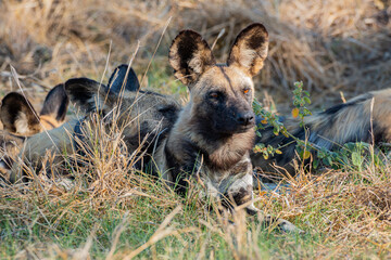 highly endangered painted dog/ wild dog at magotho camp site close khwai and moremi game reserve resting