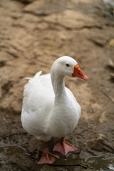 Graceful Geese and Playful Ducks: Tranquil Wildlife Moments