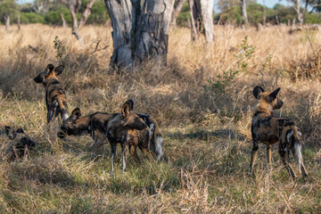 pack of endangered african wild dogs resting in one of botswana magical game reserves close to khwai at magotho camp site