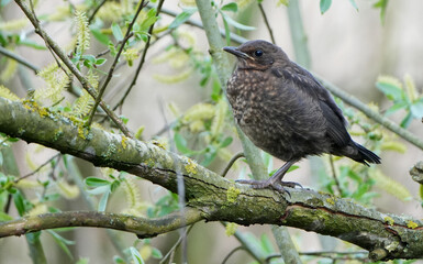 Female Common Blackbird (Turdus merula) perching on a tree branch in spring