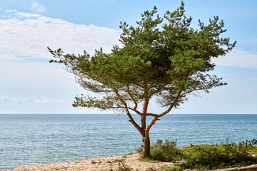 Lone tree stands resiliently on sandy beach, branches stretching towards calm, expansive ocean...