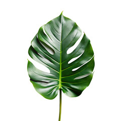 Isolated lush green monstera deliciosa leaf against a solid black background