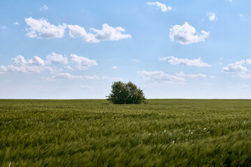 Obraz premium Single tree stands amidst an expansive green field under bright blue sky with scattered white clouds, minimalistic relaxing landscape