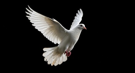 White Dove Soaring: Stunning Isolated Bird Photography