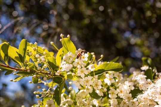 Branche d'arbuste ensoleill&eacute;e avec fleurs blanches et une abeille butinant, vue en contre-plong&eacute;e