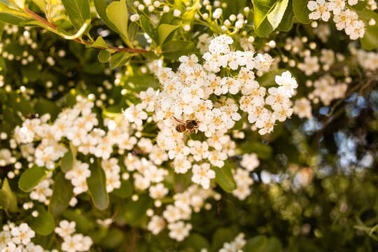 Fototapeta Arbuste ensoleillé avec fleurs blanches et une abeille butinant en gros plan