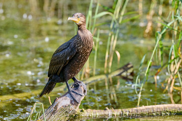 Cormorant stands gracefully on log in tranquil wetlands, surrounded by water and reeds. Scene captures essence of aquatic wildlife and natural beauty