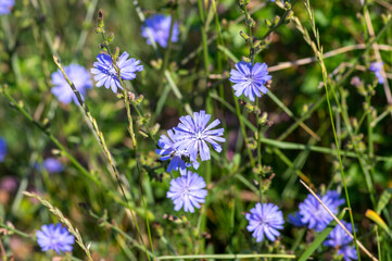 Cichorium intybus Common chicory wild bright blue flower in bloom, perennial herbaceous flowering plant