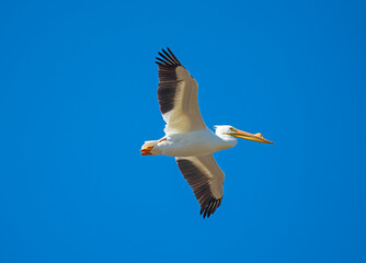 Male Adult White Pelican Flying Overhead