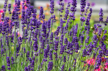 Lavandula angustifolia bunch of flowers in bloom, purple scented flowering bouquet of plant