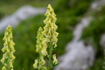 Aconitum lycoctonum wolfs bane flowering plant, group of green yellow flowers in bloom, in slovenian mountains