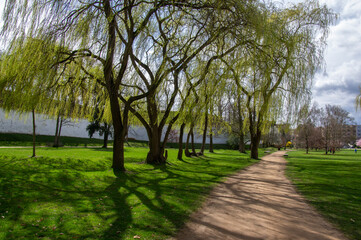 Public park in early spring, nature beginning turn to green in bright sunlight, willow trees and dirty path