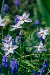 Ipheion uniflorum Wisley Blue spring starflower flowers in bloom, small light bulbous springtime flowering plant