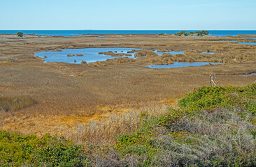 Coastal Wetlands In Cape Hatteras
