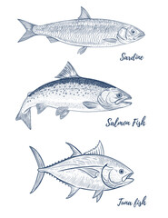 Set of most popular fish Vector. salmon, sardine, tuna line art illustration, graphic sea food, style of old engraving, vintage, realistic Fish. Great for menu designs, Ideal for menus, food branding,