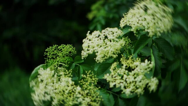 Sambucus. healing plant. Elderflower Syrup. White flowers caps of elderberry bush. Plant based natural raw materials for the production of beverages and medicines