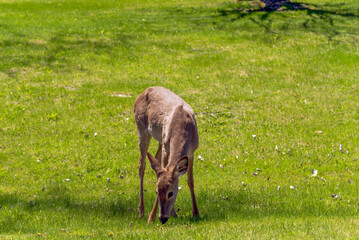 White-tailed Deer Feeding In An Urban FIeld In Spring In Wisconsin