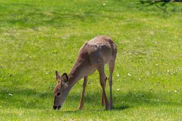 White-tailed Deer Feeding In An Urban FIeld In Spring In Wisconsin
