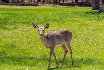 White-tailed Deer Feeding In An Urban FIeld In Spring In Wisconsin