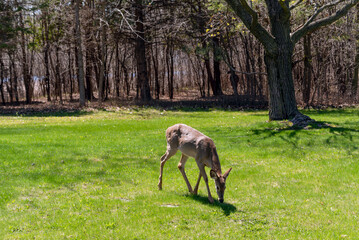 White-tailed Deer Feeding In An Urban FIeld In Spring In Wisconsin