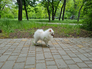 Fluffy white dog walking on paved path in a park with green grass and trees in the background. The dog looks joyful and excited, with its fur blowing slightly in the breeze